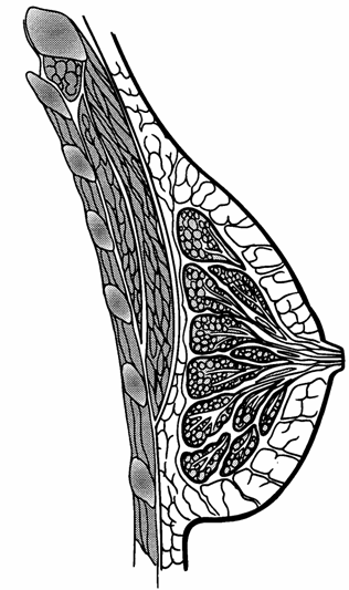 augmentace1