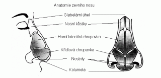 rhinoplastika1