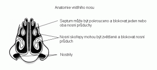 rhinoplastika2