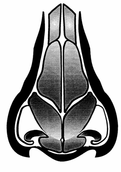 rhinoplastika4